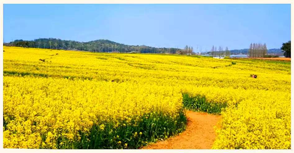 When Life Gives You Tangerines Meaning Guide 2 2When Life Gives You Tangerines_Jeju Dialect_flower