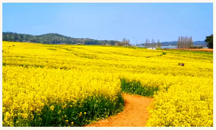 When Life Gives You Tangerines Ending 3 When Life Gives You Tangerines flower1 1