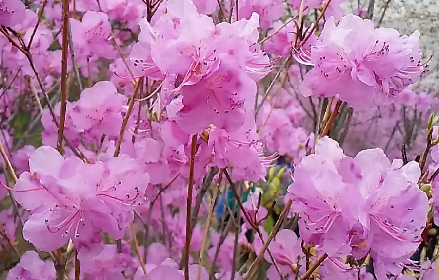 Azaleas by kim sowol Famous Korean poetry Translated 2 Azaleas by kim sowol_Famous Korean poetry_poetry