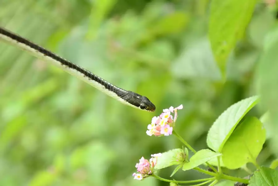 Hwasa by Seojeongju : Famous Korean Poetry Translated 3 Hwasa by Seojeongju_ Famous Korean Poetry_2poem