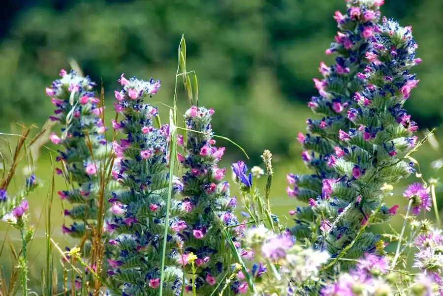 Hwasa by Seojeongju : Famous Korean Poetry Translated 4 Hwasa by Seojeongju_ Famous Korean Poetry_3translation