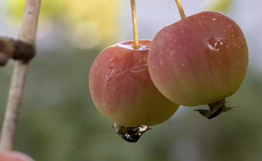 Hwasa by Seojeongju : Famous Korean Poetry Translated 5 Hwasa by Seojeongju_ Famous Korean Poetry_4translation