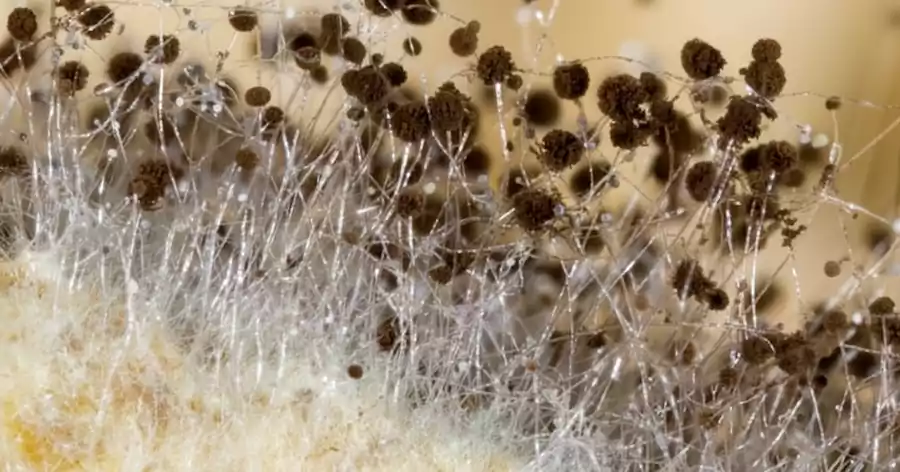 Ondol heating system works: Korea’s traditional underfloor heating 6 Ondol heating system_Korea’s traditional underfloor heating5_mold