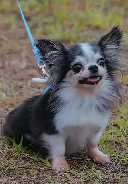 Spring Fever Kdrama cast: Full Cast, Characters & Relationships | tvN, 2026 15 Spring Fever Kdrama cast_Spring Fever Plot4_3Bomsik_played by Guest dog