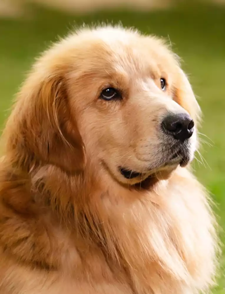 In Your Radiant Season Cast & Characters: Complete K-Drama Guide 9 In Your Radiant Season cast_In Your Radiant Season plot summary2_3_3Genius_played by Golden Retriever